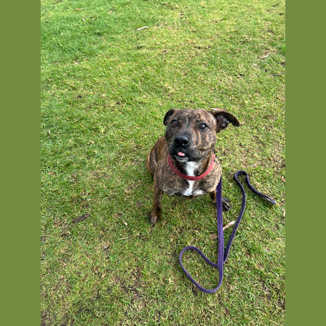 Photo of Chopper 