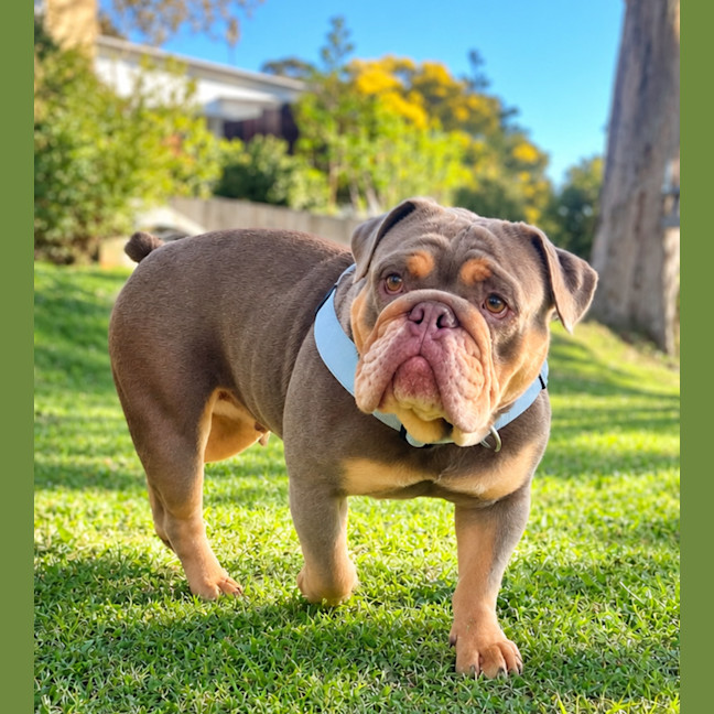Photo of Peaches