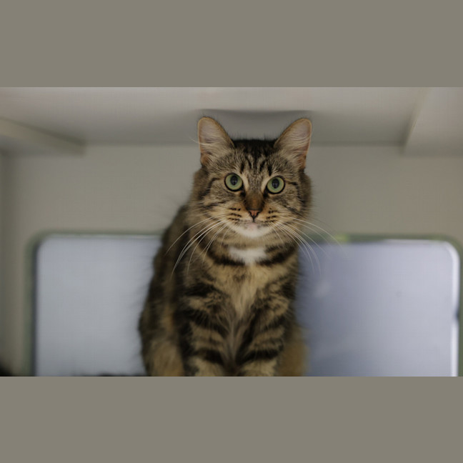 Photo of Mischa