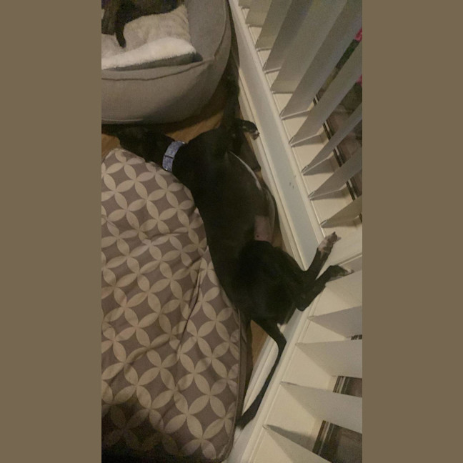 Photo of Jennifer, The Greyhound