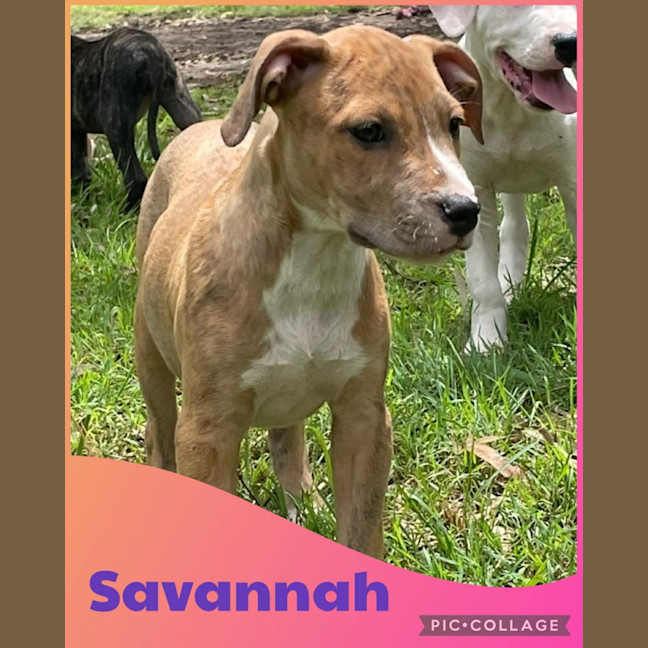 Photo of Savannah