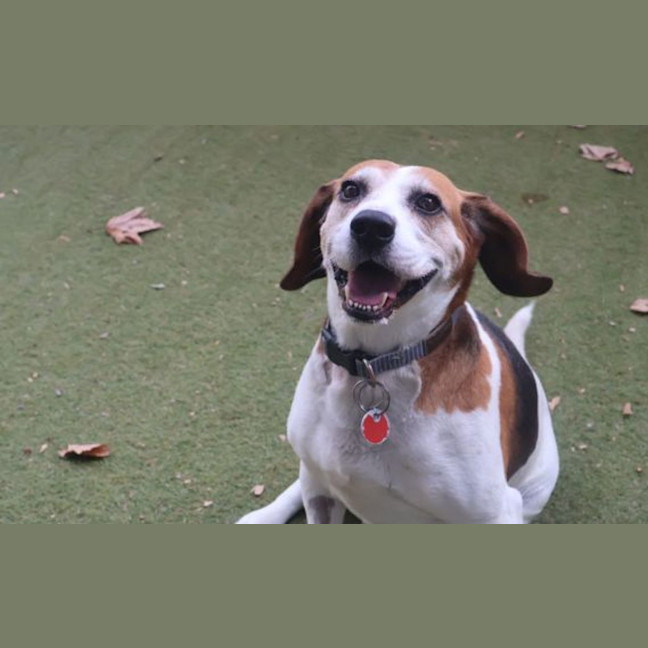 Photo of Buddy