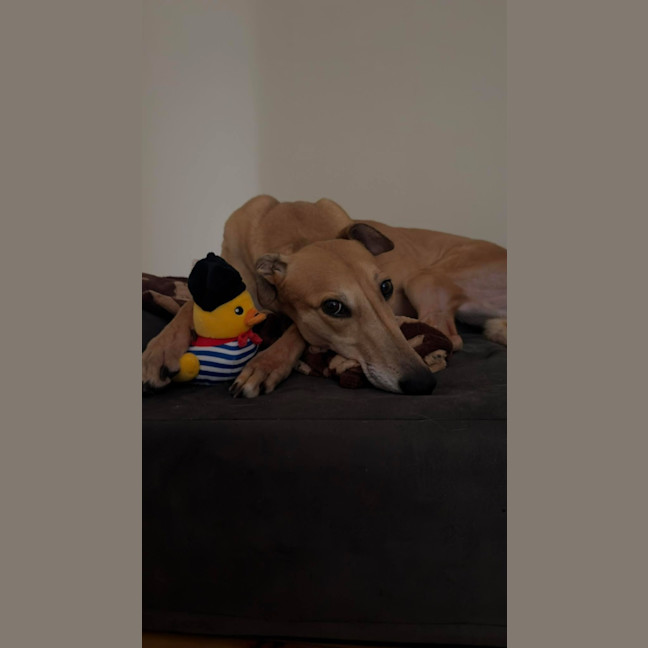 Photo of Willow, The Greyhound