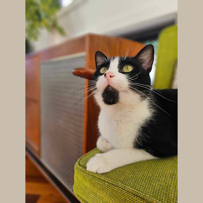 Photo of Ziggy