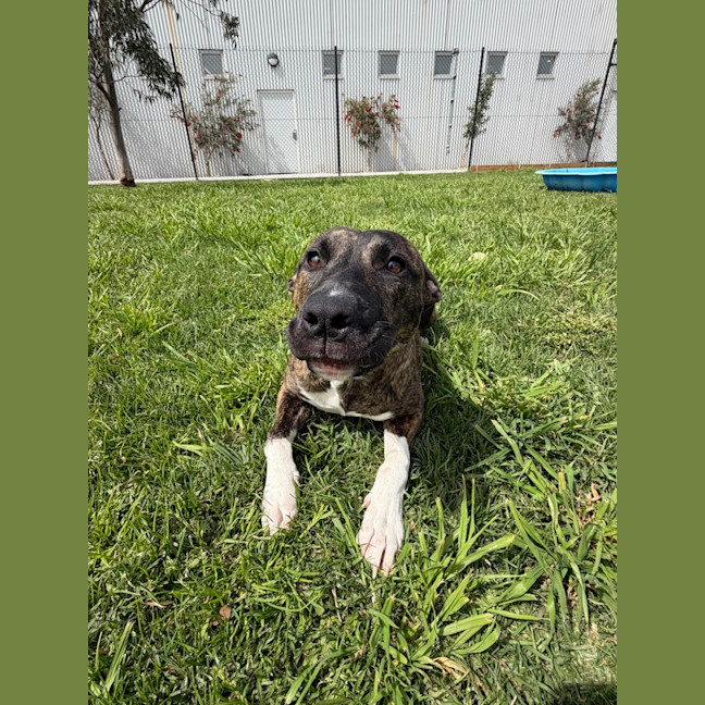 Photo of Lila 