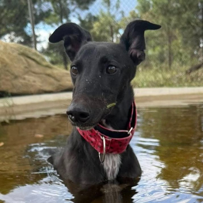 Photo of Kino The Greyhound