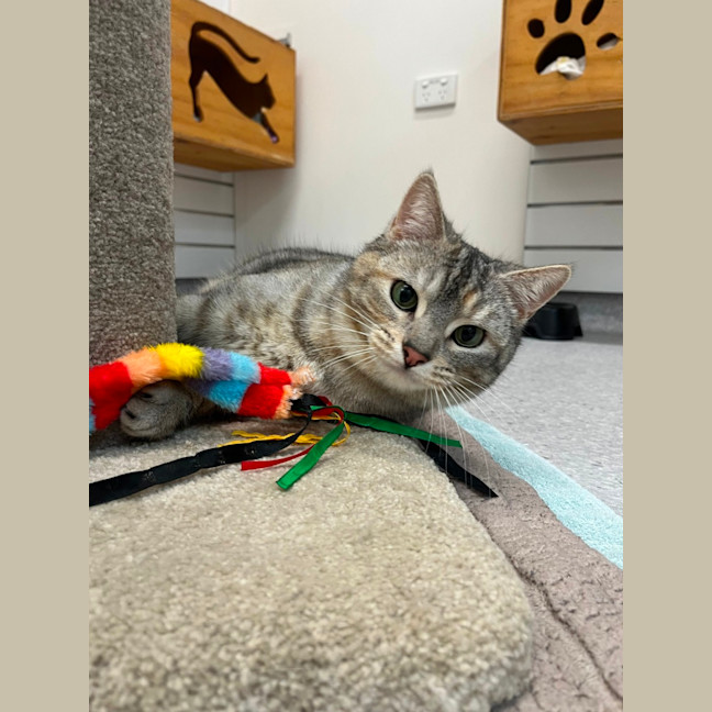 Photo of Stormi And Yeow Yeow