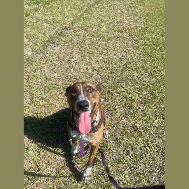 Photo of Honey
