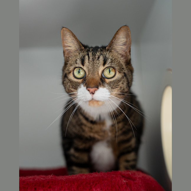 Photo of Miss Marple