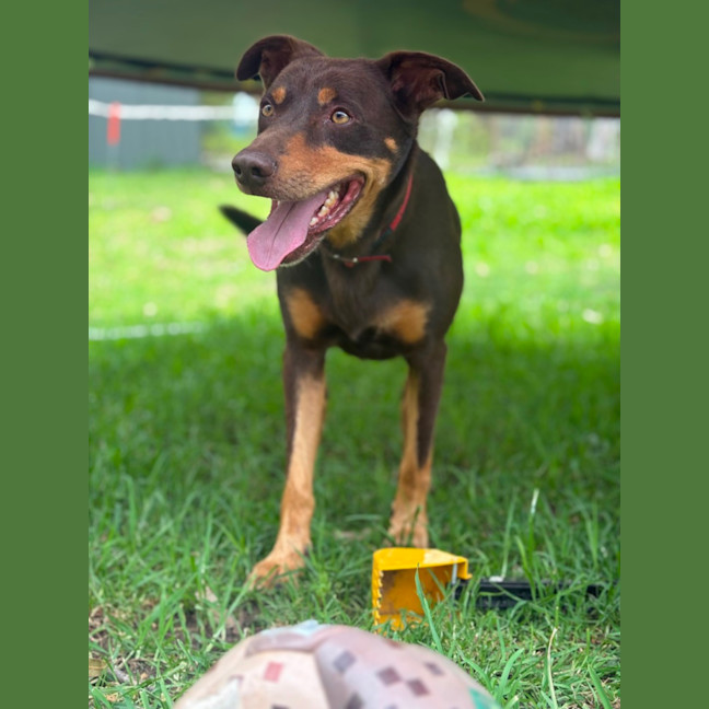 Photo of Digger