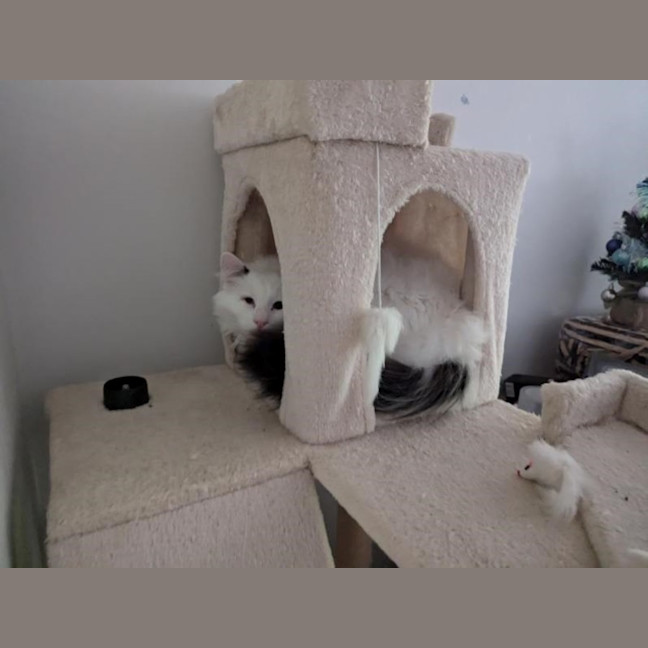 Photo of Quasimodo Sta012480