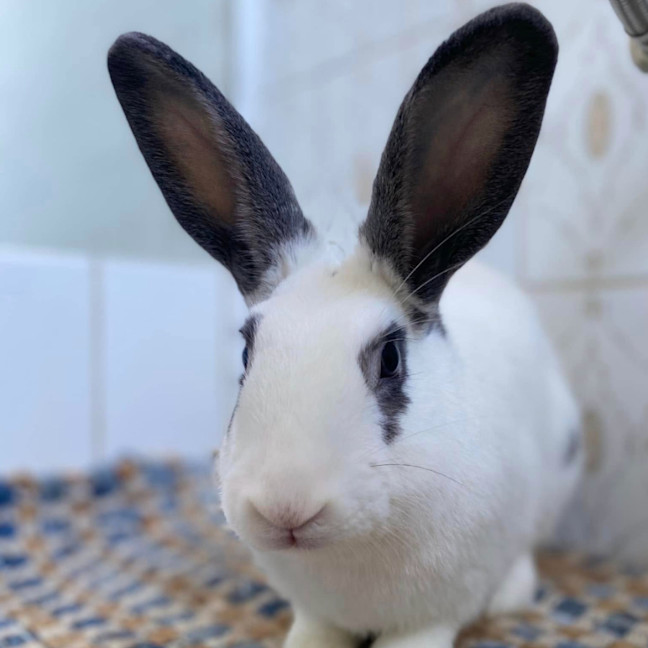 Photo of Bao