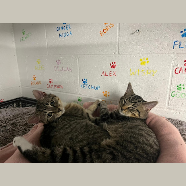 Photo of Rigatoni And Ravioli