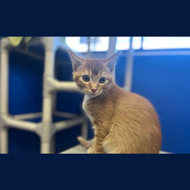 Photo of Peanut