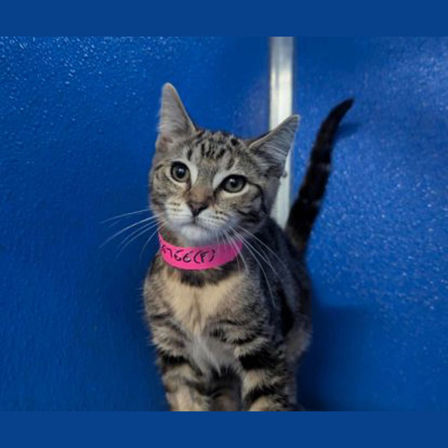 Photo of Peanut