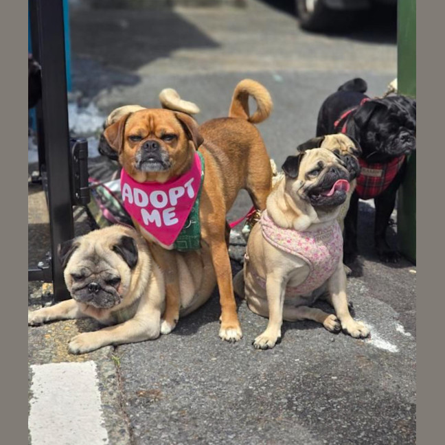 Photo of Chippy 🐵