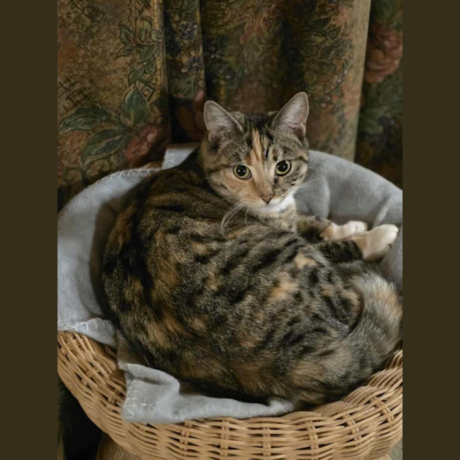 Photo of Lotus & Sage