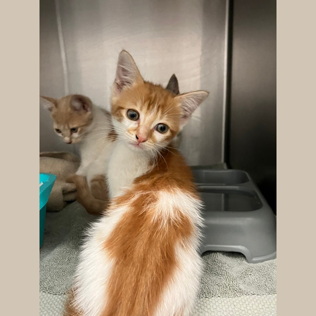 Photo of Peaches