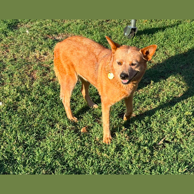 Photo of Brandylicious