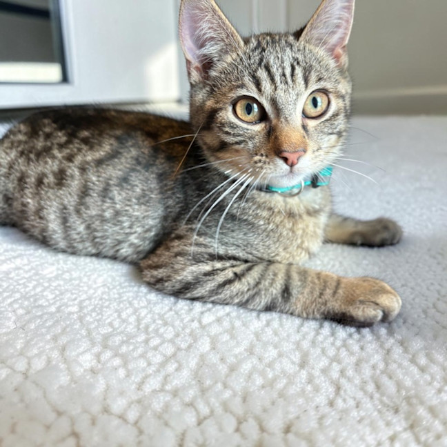 Photo of Nori
