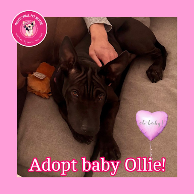 Photo of Sweet Playful Ollie 