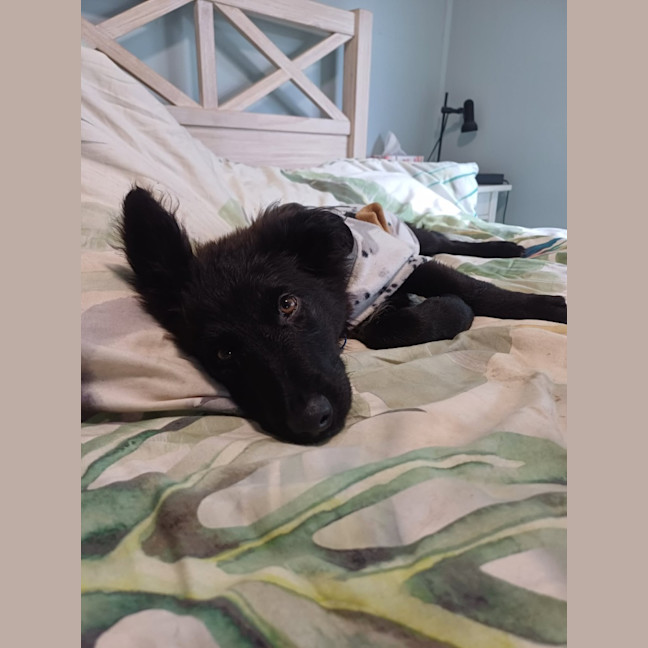 Photo of Dusty