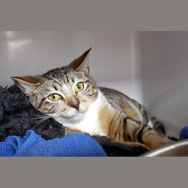 Photo of Petunia Suk015793