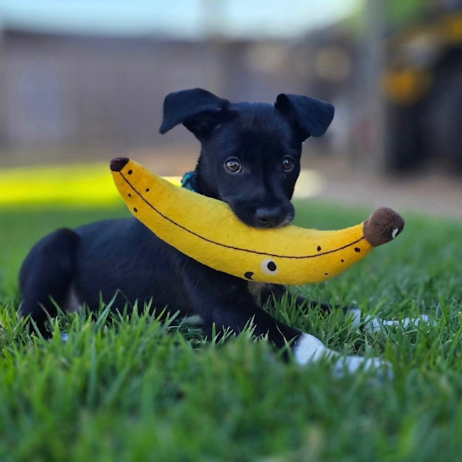 Photo of Pepper