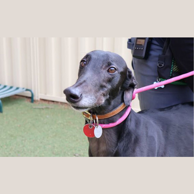 Photo of Onyx