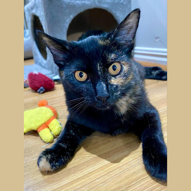 Photo of Diana (K40)