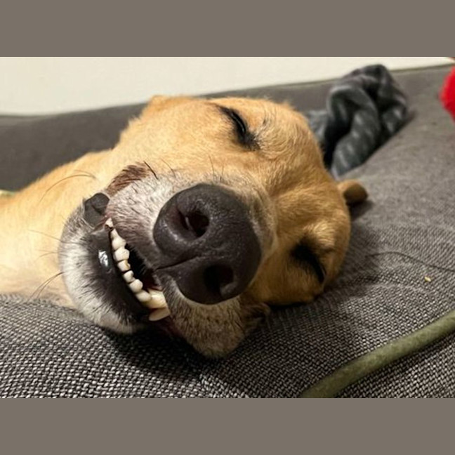 Photo of Bob, The Greyhound