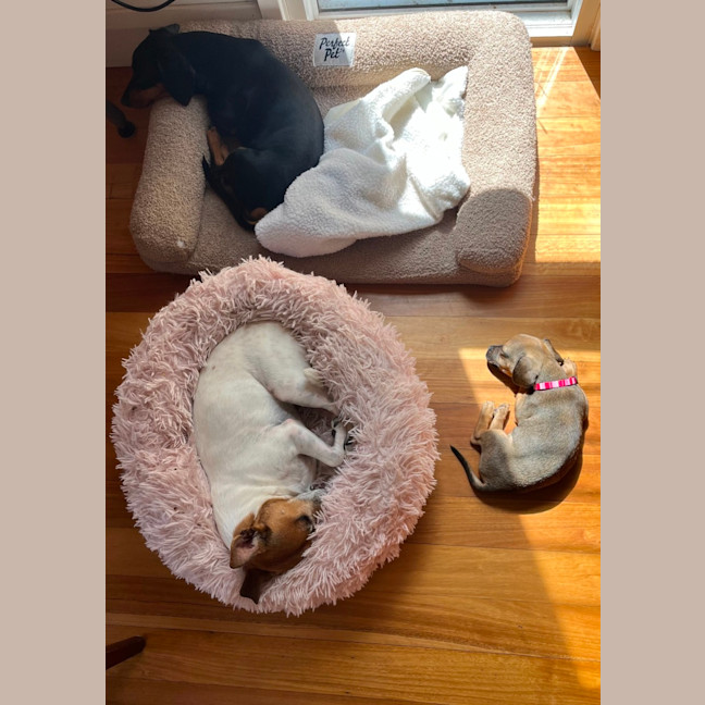 Photo of Daisy   11 Week Old Pug X Dachshund