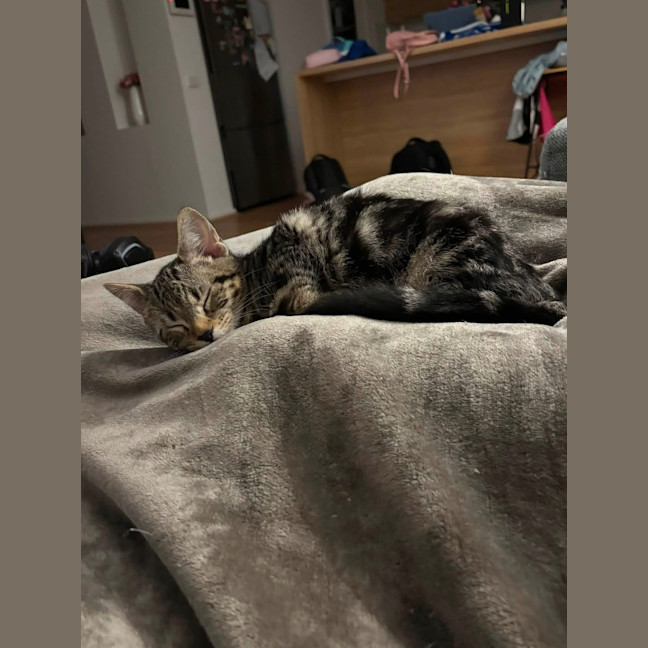Photo of Tiramisu