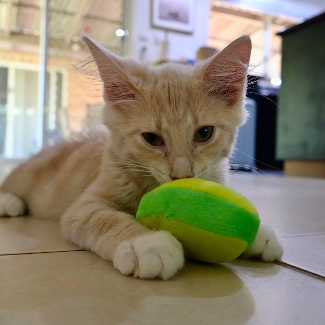 Photo of Marshmallow