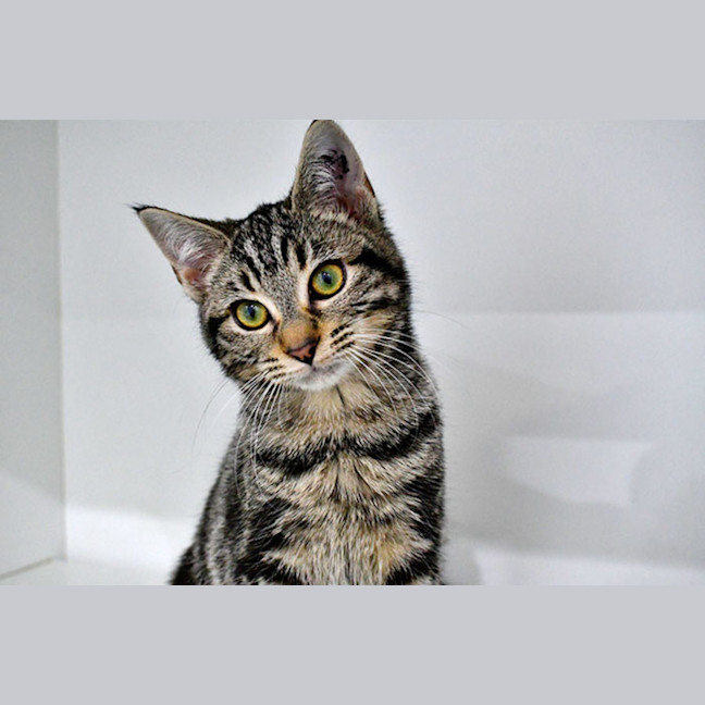 Photo of Annie