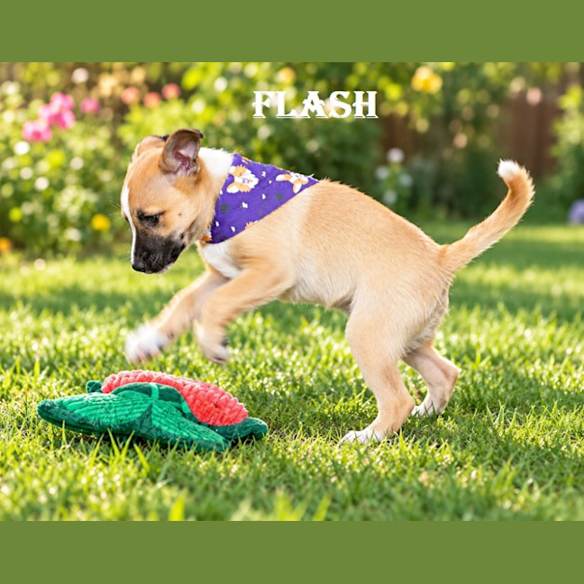 Photo of Flash