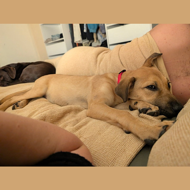 Photo of Sadie