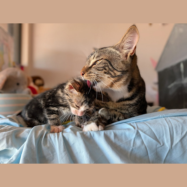 Photo of Trap