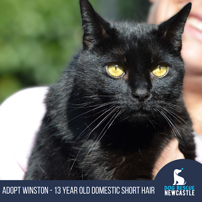 Photo of Winston   13 Year Old Domestic Short Hair