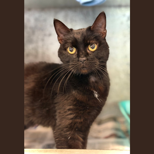 Photo of Miso