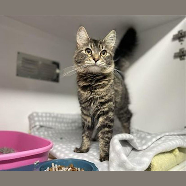 Photo of Coco