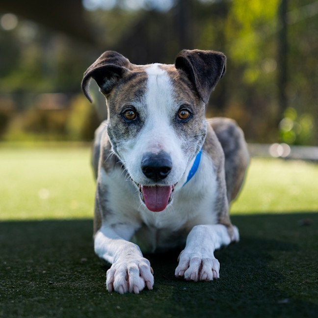 Photo of Novak Imp 2564