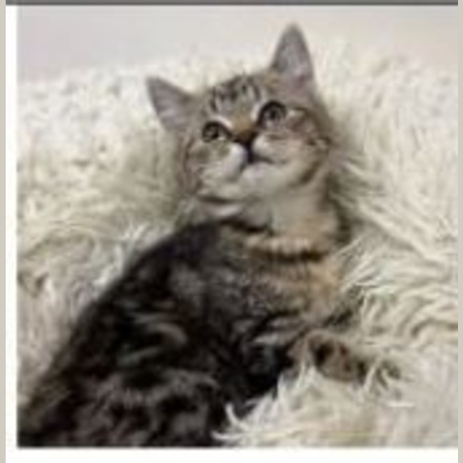 Photo of Boodle Noodle