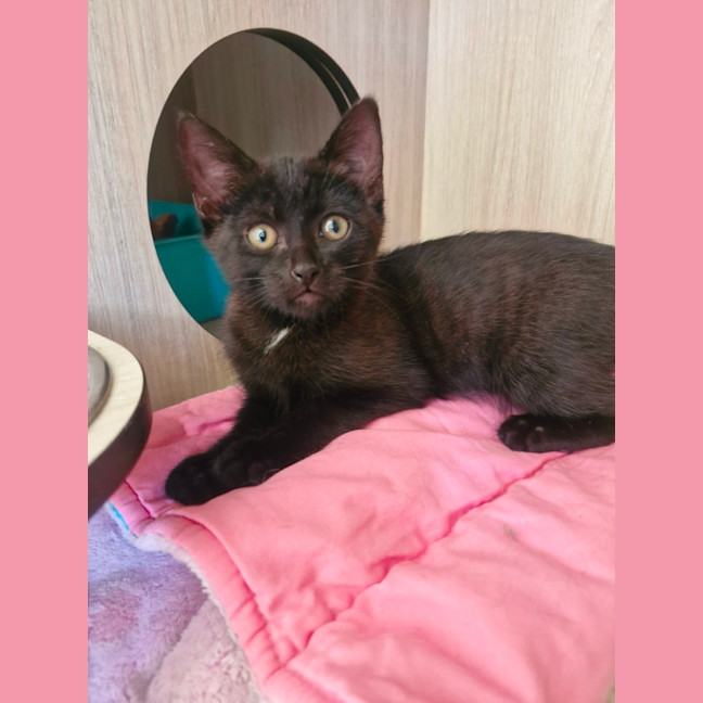 Photo of C1544 Odessa