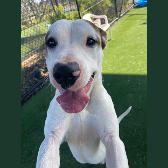 Photo of Twix Imp 1336