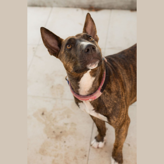 Photo of Pepper   2 Year Old Staffy X