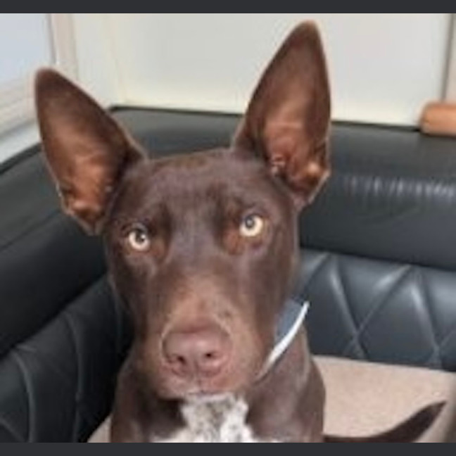 Photo of Max