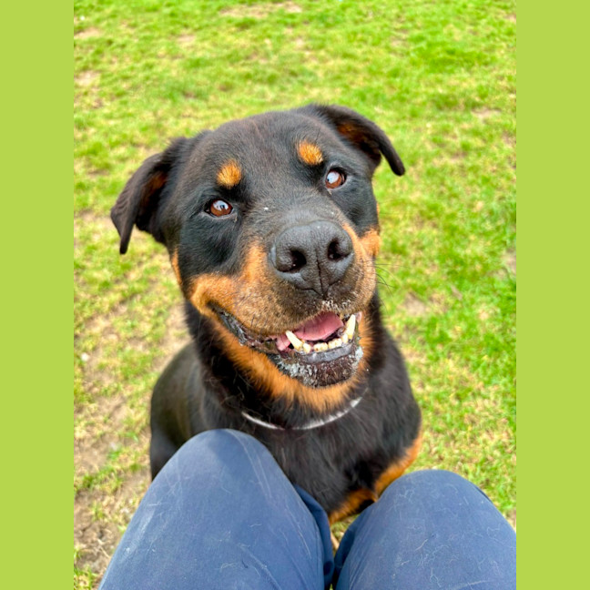 Photo of Zara Imp 222