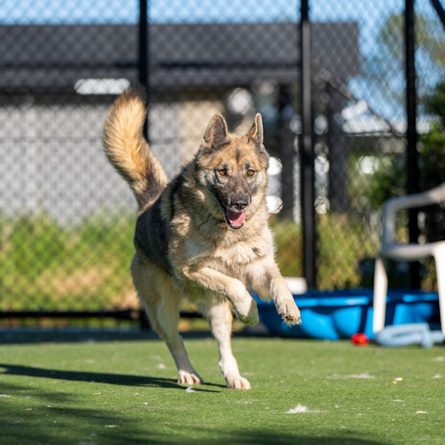 Photo of Mooney Imp 2584