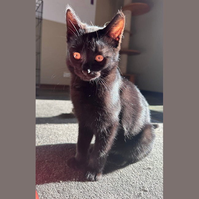 Photo of Toothless